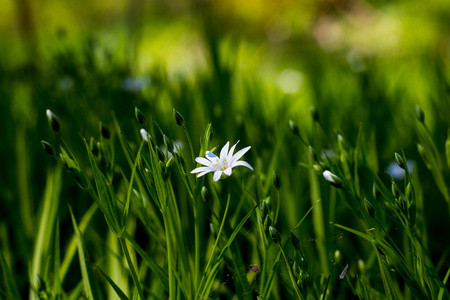 白色森林花