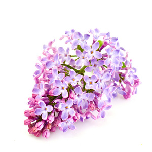 春淡紫色的花，白色的背景上
