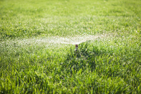 草地上的花园洒水照片
