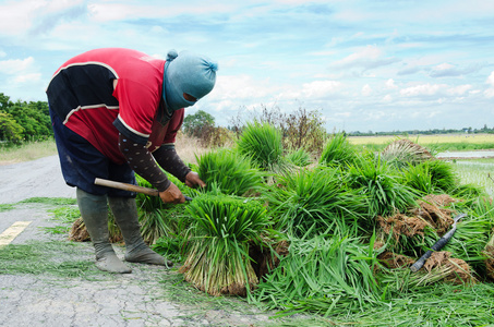 农民使用绿色水稻的道路上