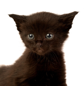 可爱的小黑色猫咪