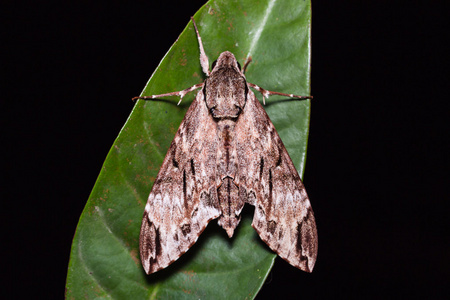 sphinx霜天蛾某地白条照片