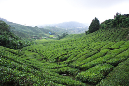 茶园丘陵