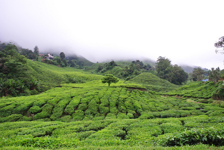 茶园丘陵