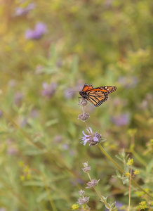 帝王蝶，danaus plexippus