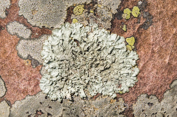 地衣是共生真菌和藻类