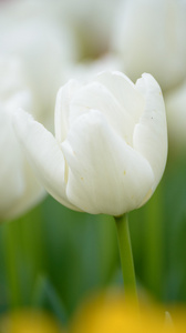 白色郁金香。五颜六色的郁金香在春天季节