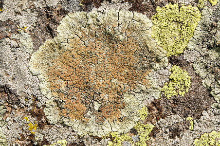 地衣是共生真菌和藻类