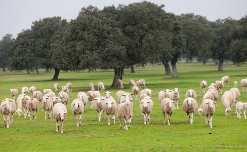 在绿色的草原上放牧的羊