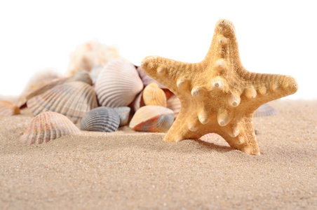 海星和在沙滩上的白色贝壳