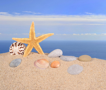 海星和沙海滩上的贝壳