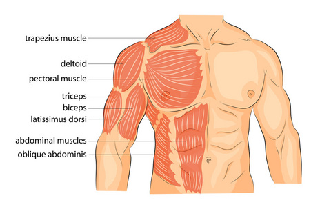 男子的身体臂肩胸和 abs