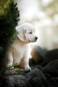金毛猎犬的小狗图片