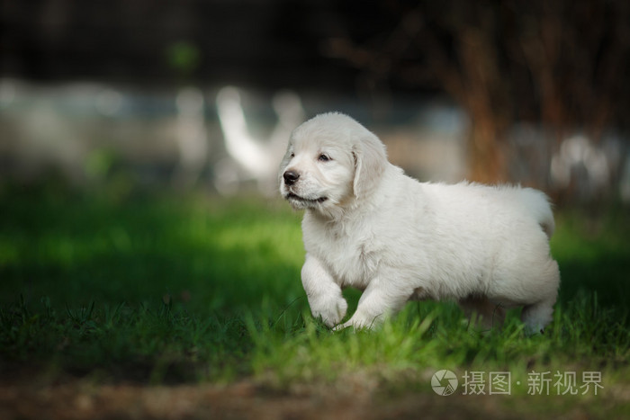 金毛猎犬的小狗