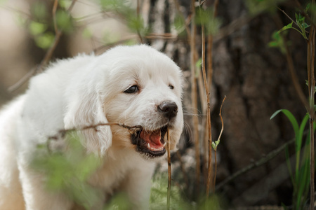 金毛猎犬的小狗