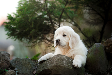 金毛猎犬的小狗