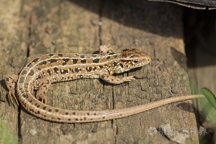 棕色的蜥蜴蝎虎座敏锐俄罗斯