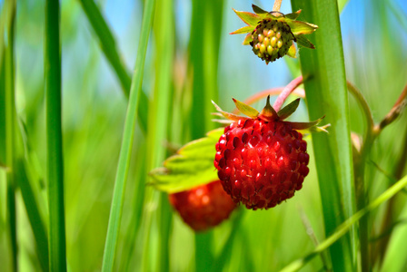 浆果野生草莓生长在森林里的草