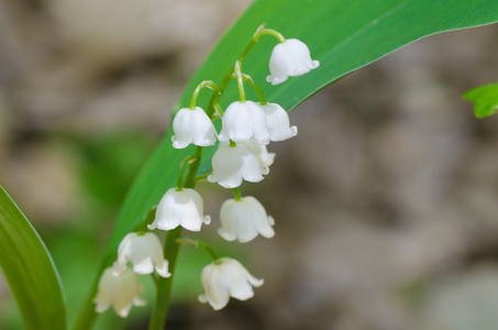 山谷的百合花