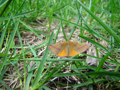 一只飞蛾张开翅膀坐在草丛中照片