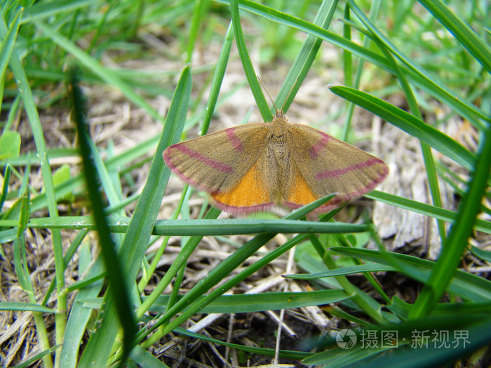 一只飞蛾张开翅膀坐在草丛中