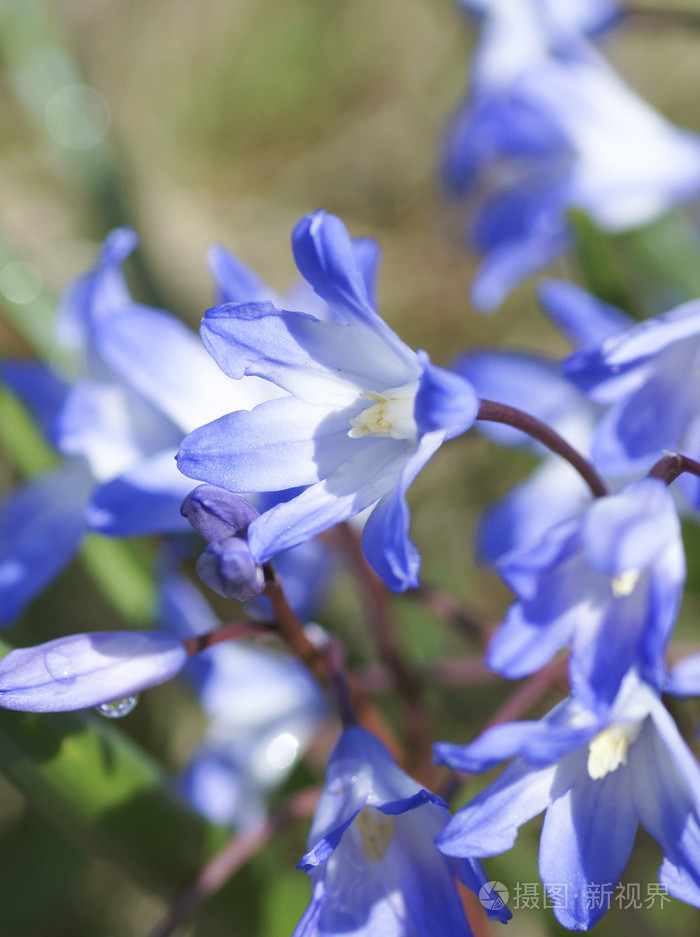 在绿色背景上的蓝色花