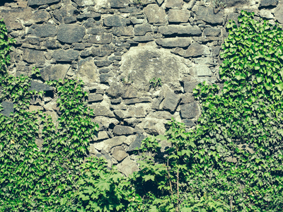 绿色石头墙上的藤蔓