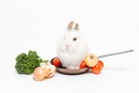 兔子坐在煎锅