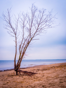 孤独的树在海滩