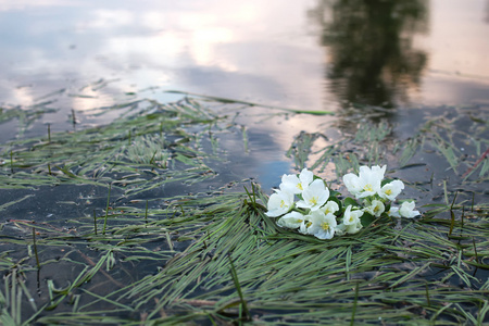 花苹果树宏