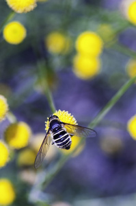 蜜蜂和花