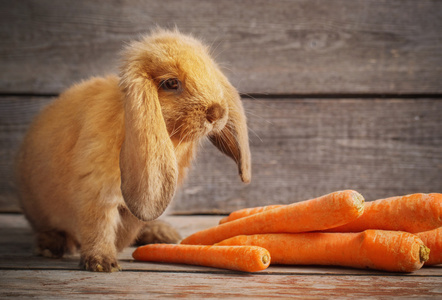 搞笑兔用木制背景上的胡萝卜