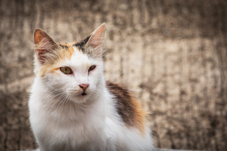 可爱的猫咪躺在地板上