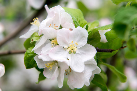 一棵苹果树在春天盛开的树枝。苹果春天花园, 园艺。护理, 种植苹果树的作物
