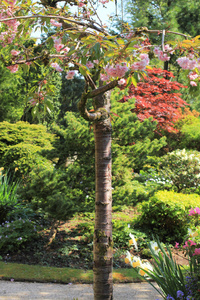 日本樱花树在美丽的春天花园开花