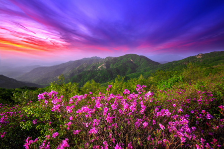 美丽的粉红色花朵，在夕阳下，在韩国的 Hwangmaesan 山山上