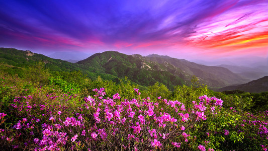 美丽的粉红色花朵，在夕阳下，在韩国的 Hwangmaesan 山山上