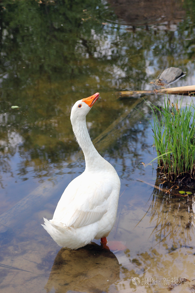 美丽的白鹅站在一个池塘