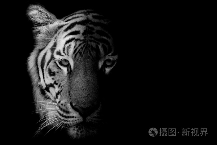 黑与白美丽老虎黑色背景上孤立