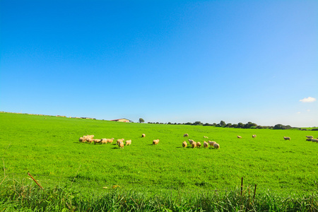 群羊在一片绿色的草地上