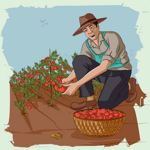 复古人采摘番茄从农场