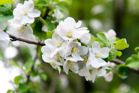 一棵苹果树在春天盛开的树枝。苹果春天花园, 园艺。护理, 种植苹果树的作物