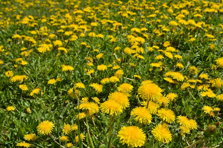 春天的草地上盛开的黄色蒲公英