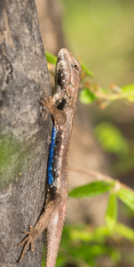 在春天，与他蓝色的腹部修补程序显示男性东部栅栏蜥蜴