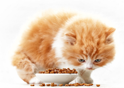 碗猫食和小小猫