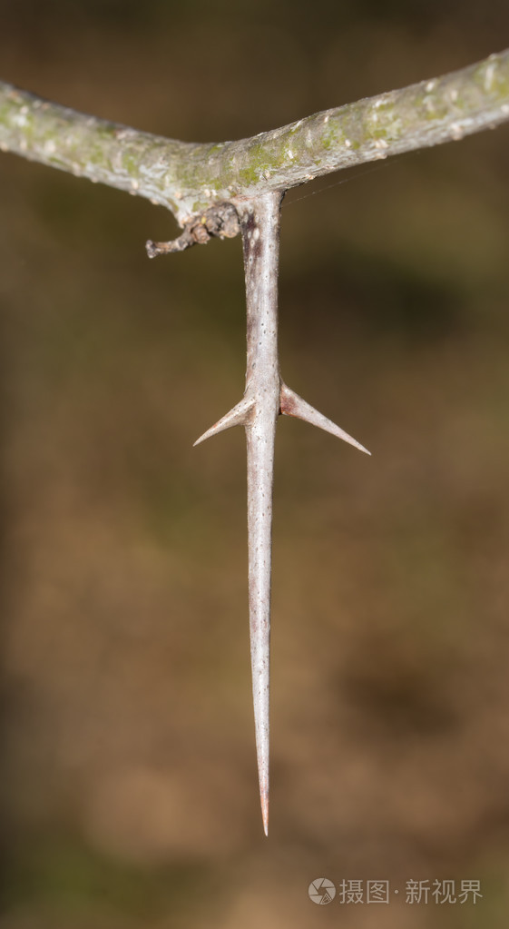 惊悚锋利的蝗虫刺长出一小截树枝