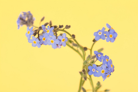 秀丽的蓝色勿忘我花朵上对比黄色背景