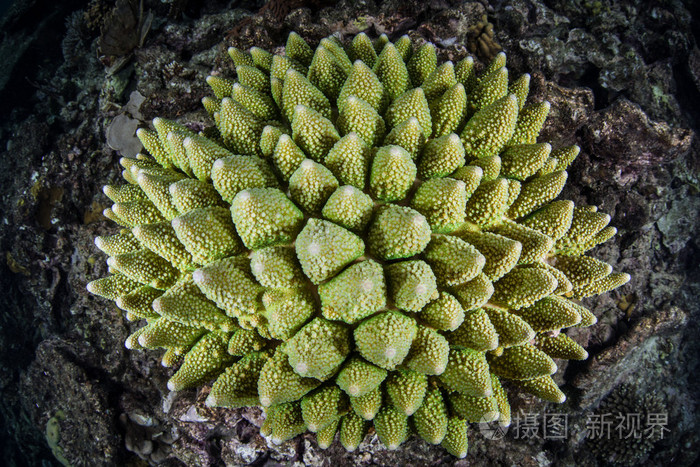 印尼绿色珊瑚群落