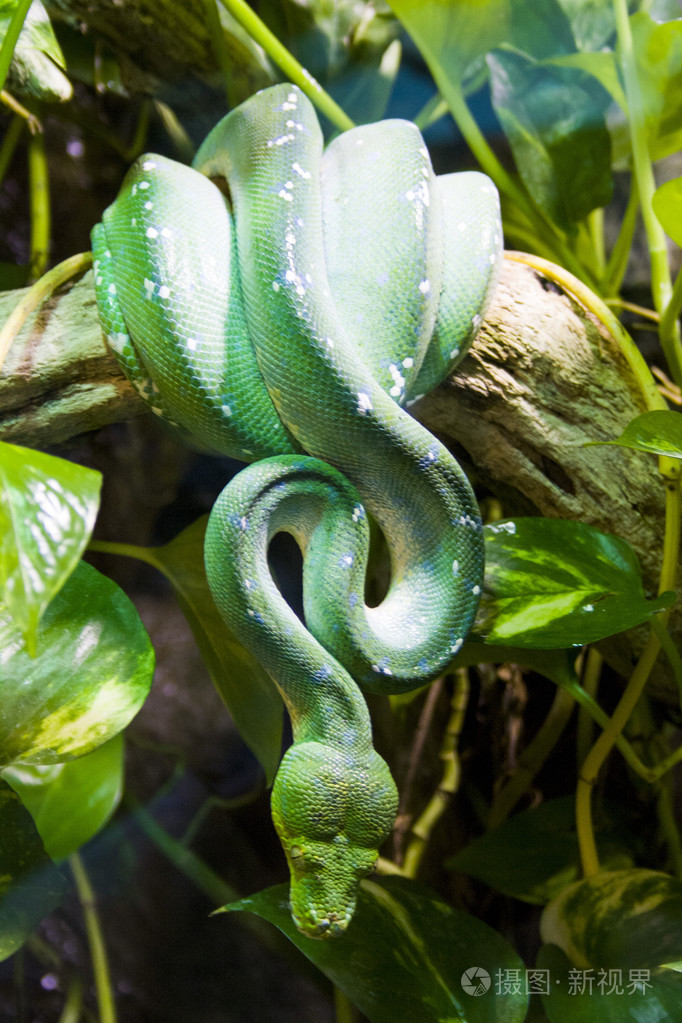 树上的绿蟒蛇蛇野生动物