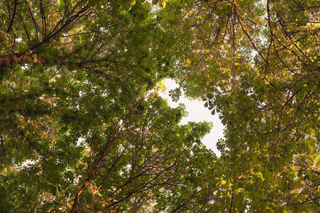 仰望林青树枝板栗自然抽象的背景。分枝间隙在形状婴孩